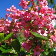 ESCALLONIA 'Dart's Rosyred' - Escallonia