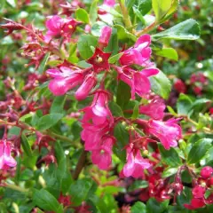 ESCALLONIA 'Donard Radiance' - Escallonia