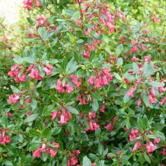 ESCALLONIA 'Donard Radiance' - Escallonia