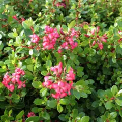 ESCALLONIA 'Red Dream' - Escallonia