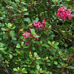 ESCALLONIA 'Red Dream' - Escallonia