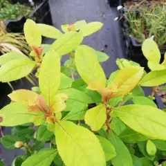 ESCALLONIA laevis 'Gold Ellen' - Escallonia