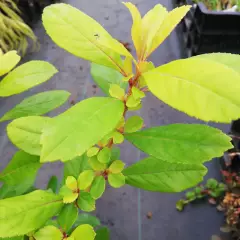 ESCALLONIA laevis 'Gold Ellen' - Escallonia