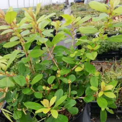 ESCALLONIA laevis 'Gold Ellen' - Escallonia