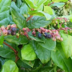 GAULTHERIA shallon - Gaulthérie couvre sol