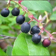 GAULTHERIA shallon - Gaulthérie couvre sol