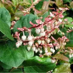 GAULTHERIA shallon - Gaulthérie couvre sol