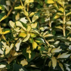 EUONYMUS fortunei 'Blondy'® - Fusain nain persistant