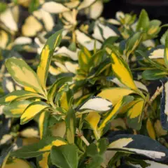 EUONYMUS fortunei 'Blondy'® - Fusain nain persistant