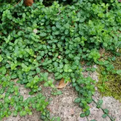 EUONYMUS fortunei 'Minimus' - Fusain rampant nain