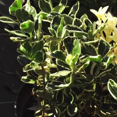 EUONYMUS japonicus 'Kathy' - Fusain du Japon