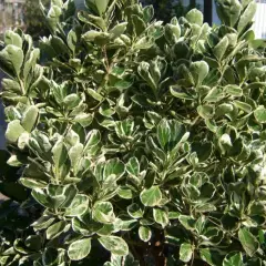 EUONYMUS japonicus 'Kathy'