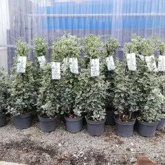 EUONYMUS japonicus 'Kathy' - Fusain du Japon