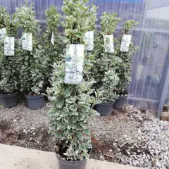 EUONYMUS japonicus 'Kathy'
