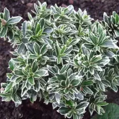 EUONYMUS japonicus 'Microphyllus Albovariegatus' - Fusain du Japon