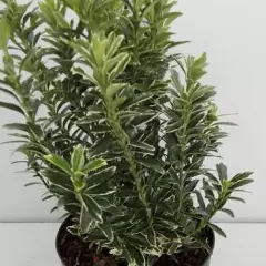 EUONYMUS japonicus 'Microphyllus Albovariegatus' - Fusain du Japon