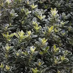 EUONYMUS japonicus 'Microphyllus Albovariegatus' - Fusain du Japon nain