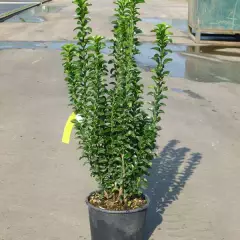EUONYMUS japonicus 'Benkomoki' - Fusain du Japon à port colonnaire