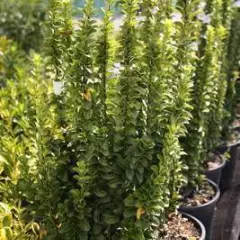 EUONYMUS japonicus 'Benkomoki' - Fusain du Japon à port colonnaire