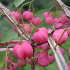 EUONYMUS phellomanus - Fusain de Chine