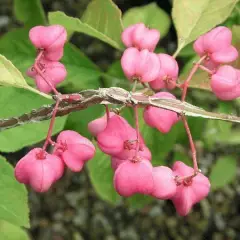 EUONYMUS phellomanus - Fusain de Chine