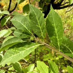 EUONYMUS phellomanus - Fusain de Chine