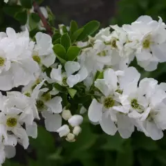 EXOCHORDA racemosa 'Niagara' - Buisson de perles nain