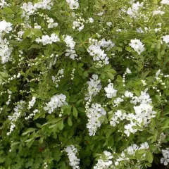 EXOCHORDA racemosa 'Niagara' - Buisson de perles nain