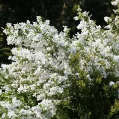 EXOCHORDA racemosa 'Niagara' - Buisson de perles nain