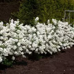 EXOCHORDA racemosa 'Niagara' - Buisson de perles nain