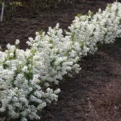 EXOCHORDA racemosa 'Niagara' - Buisson de perles nain