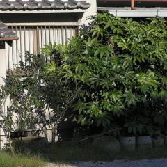 FATSIA japonica - Aralia sieboldii