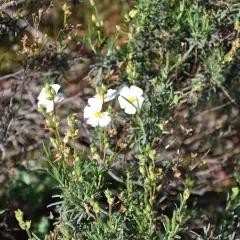 HALIMIUM umbellatum - Héliathème en ombelle