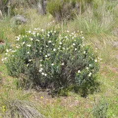 HALIMIUM umbellatum - Héliathème en ombelle