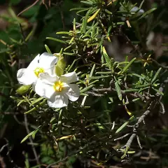 HALIMIUM umbellatum - Héliathème en ombelle