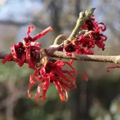 HAMAMELIS intermedia 'Diane' - Noisetier de sorcière 'Diane'