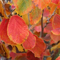 HAMAMELIS intermedia 'Diane' - Noisetier de sorcière 'Diane'