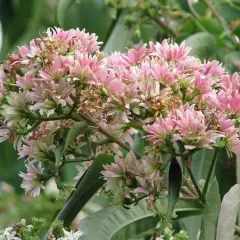 HEPTACODIUM miconioides - Arbre à miel