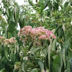 HEPTACODIUM miconioides - Arbre à miel