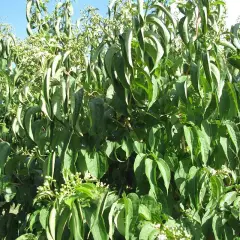 HEPTACODIUM miconioides - Arbre à miel