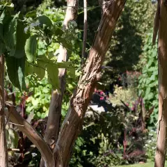 HEPTACODIUM miconioides