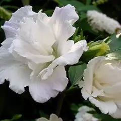 HIBISCUS syriacus 'Admiral Dewey' - Hibiscus