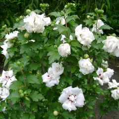 HIBISCUS syriacus 'Admiral Dewey' - Althea, Mauve en arbre