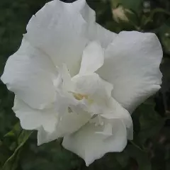 HIBISCUS syriacus 'Admiral Dewey' - Hibiscus