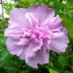 HIBISCUS syriacus 'Ardens' - Althea, Mauve en arbre