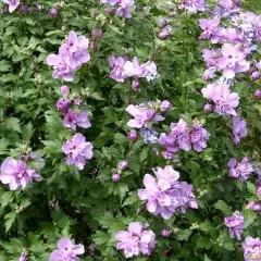 HIBISCUS syriacus 'Ardens' - Althea, Mauve en arbre