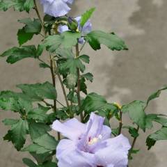 HIBISCUS syriacus 'Blue Chiffon' - Althea hibiscus bleu