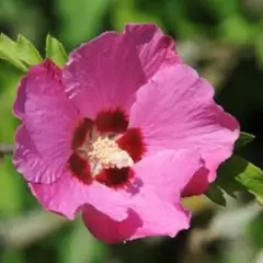 HIBISCUS syriacus 'Pink Giant'® Flogi - Althea hibiscus, Mauve en arbre