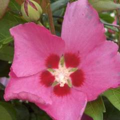 HIBISCUS syriacus 'Pink Giant'® Flogi - Althea hibiscus