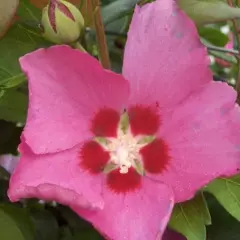 HIBISCUS syriacus 'Pink Giant'® Flogi - Althea hibiscus, Mauve en arbre